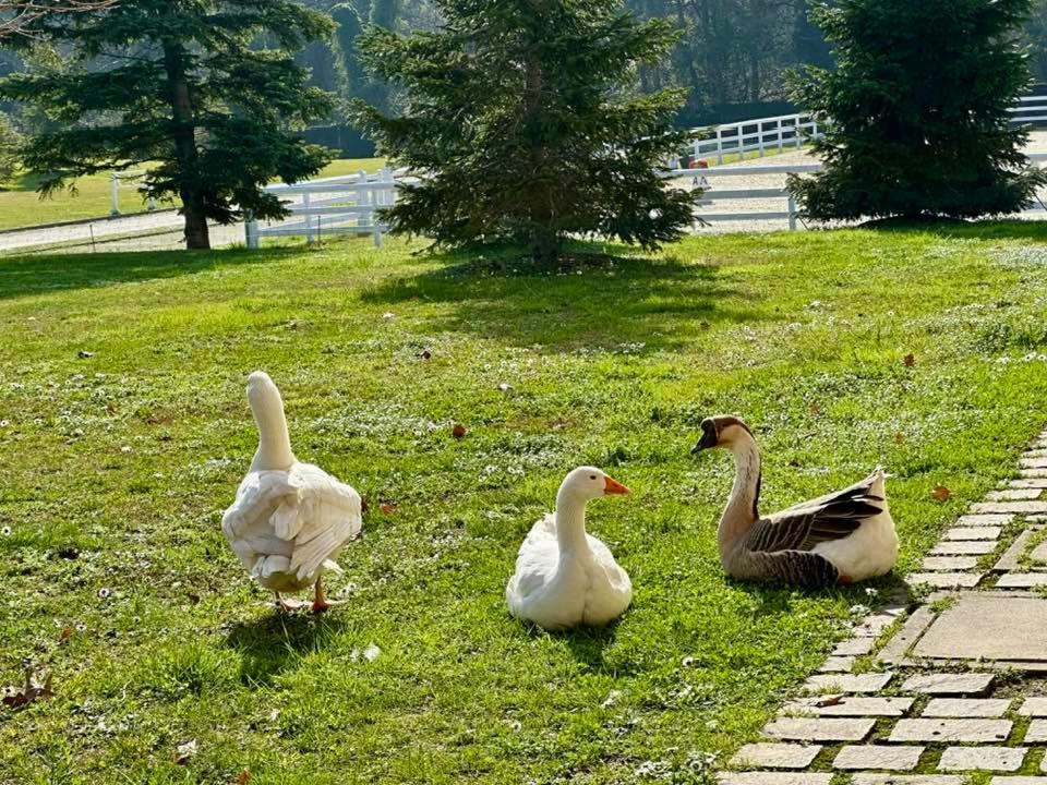 Agriturismo Il Boschetto Ornago Eksteriør billede